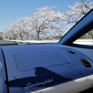 オープンカーで桜の名所を駆け抜けるのは格別